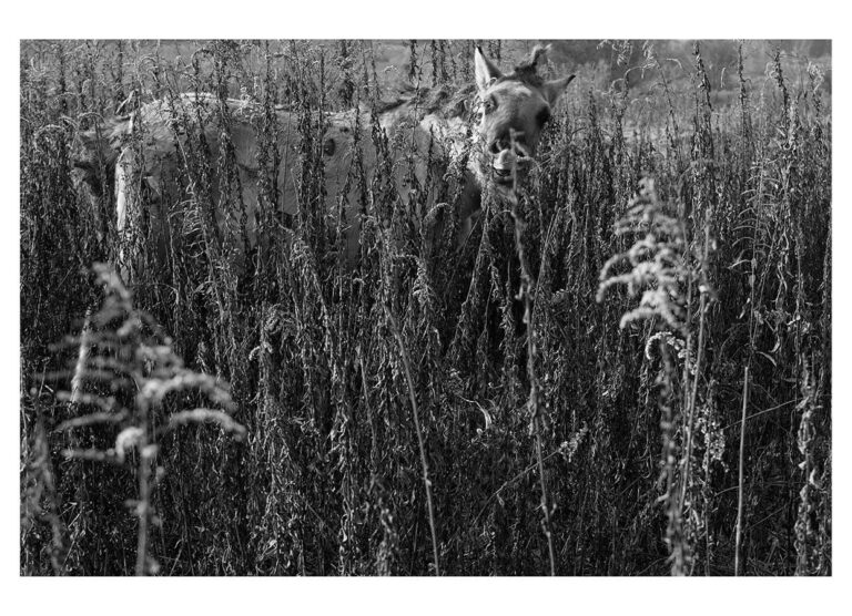 dieFotositzung | Sascha J Bachmann - Koniks Tarpan Wild Horses