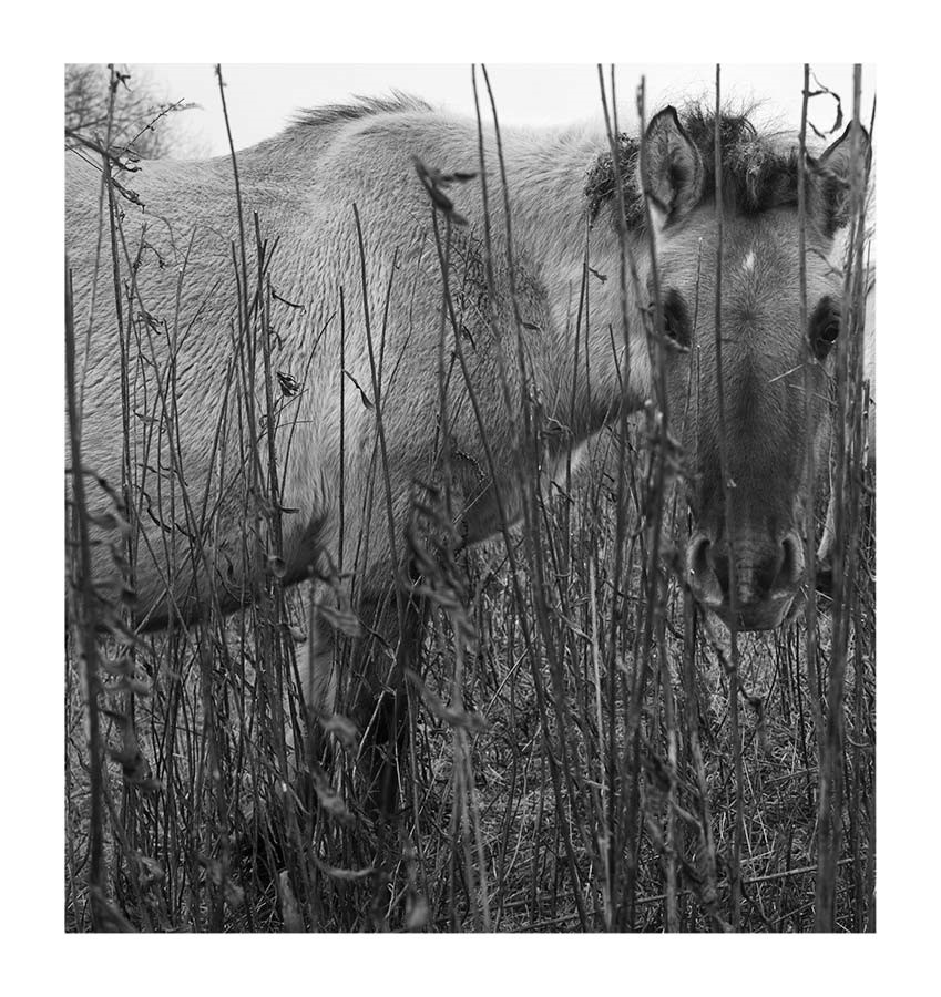 dieFotositzung | Sascha J Bachmann - Koniks Tarpan Wild Horses