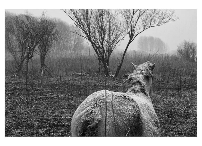 dieFotositzung | Sascha J Bachmann - Koniks Tarpan Wild Horses