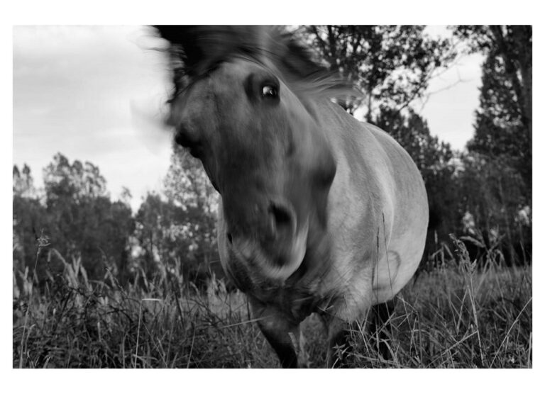 dieFotositzung | Sascha J Bachmann - Koniks Tarpan Wild Horses