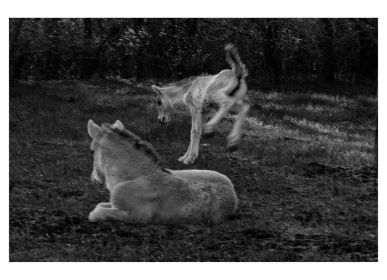 dieFotositzung | Sascha J Bachmann - Koniks Tarpan Wild Horses