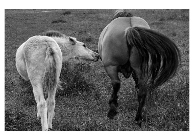 dieFotositzung | Sascha J Bachmann - Koniks Tarpan Wild Horses