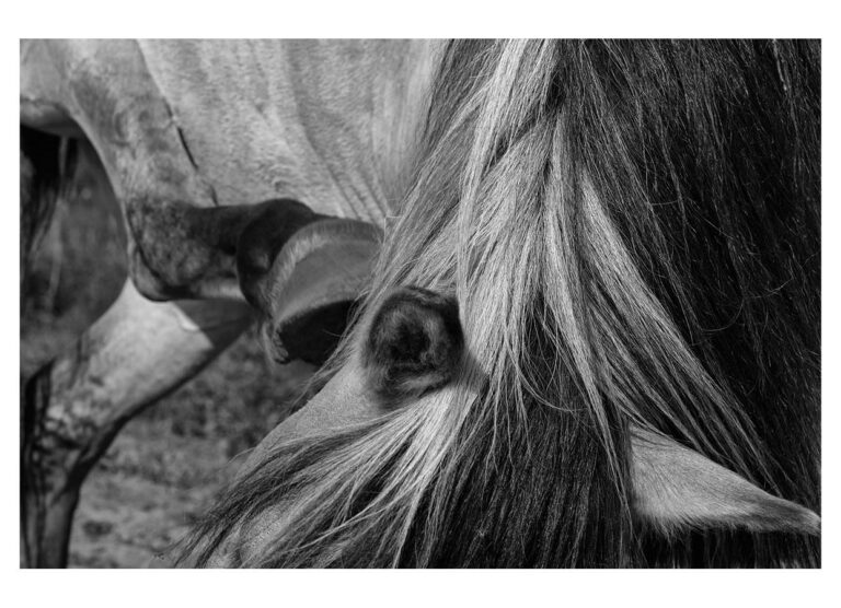 dieFotositzung | Sascha J Bachmann - Koniks Tarpan Wild Horses