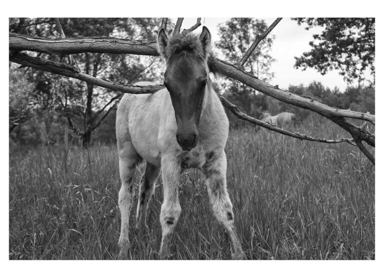 dieFotositzung | Sascha J Bachmann - Koniks Tarpan Wild Horses