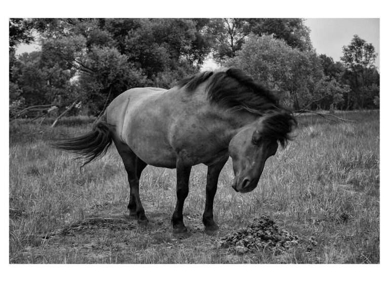 dieFotositzung | Sascha J Bachmann - Koniks Tarpan Wild Horses