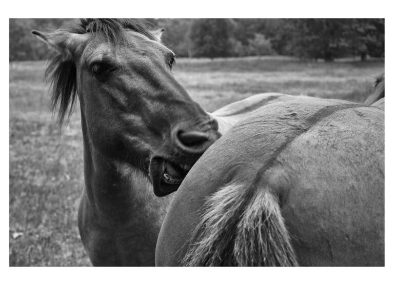 dieFotositzung | Sascha J Bachmann - Koniks Tarpan Wild Horses