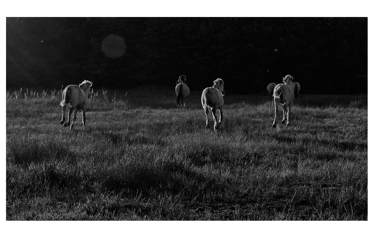dieFotositzung | Sascha J Bachmann - Koniks, Tarpan, Wild Horses