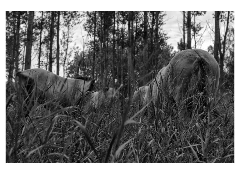 dieFotositzung | Sascha J Bachmann - Koniks Tarpan Wild Horses