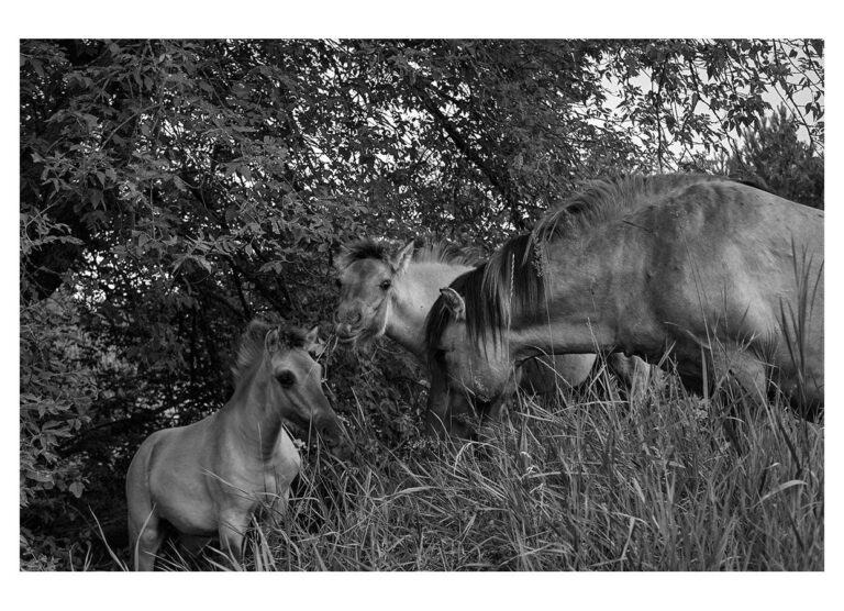 dieFotositzung | Sascha J Bachmann - Koniks Tarpan Wild Horses