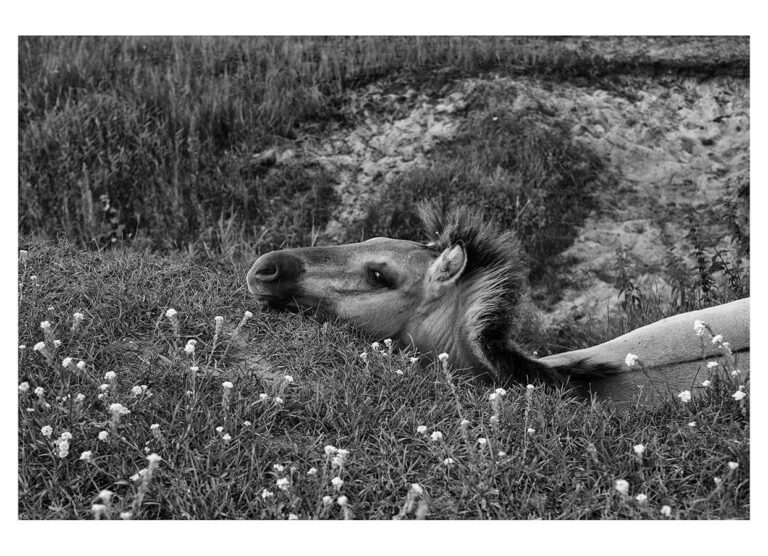 dieFotositzung | Sascha J Bachmann - Koniks Tarpan Wild Horses