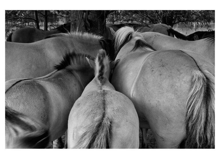 dieFotositzung | Sascha J Bachmann - Koniks Tarpan Wild Horses