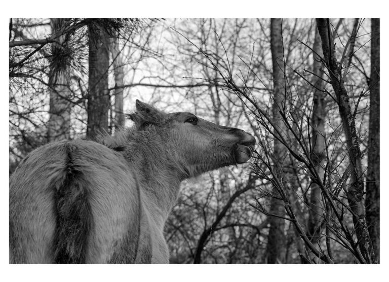 dieFotositzung | Sascha J Bachmann - Koniks Tarpan Wild Horses