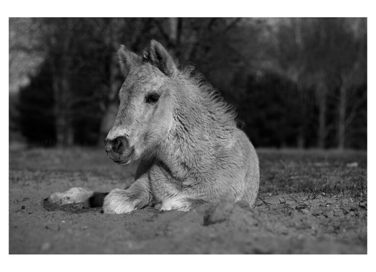 dieFotositzung | Sascha J Bachmann - Koniks Tarpan Wild Horses