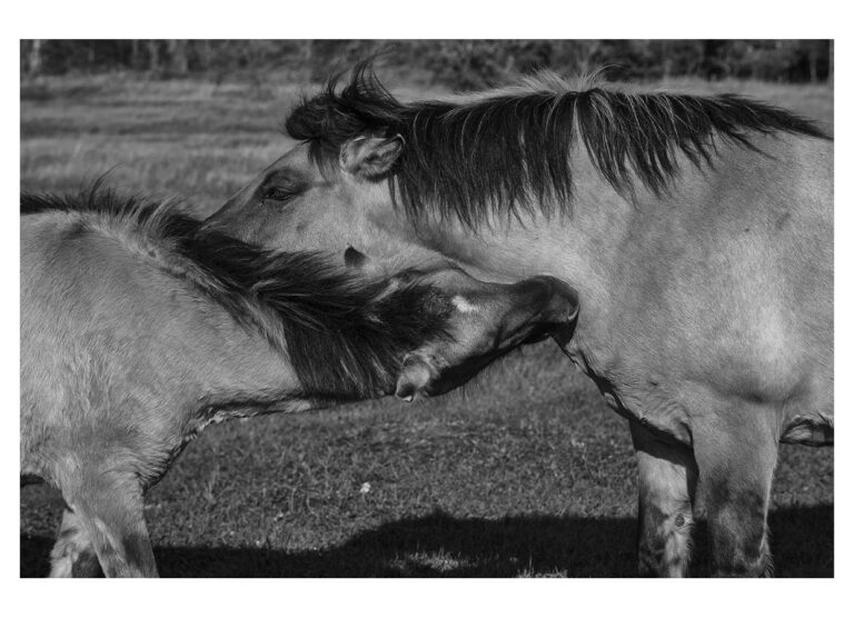 dieFotositzung | Sascha J Bachmann - Koniks Tarpan Wild Horses