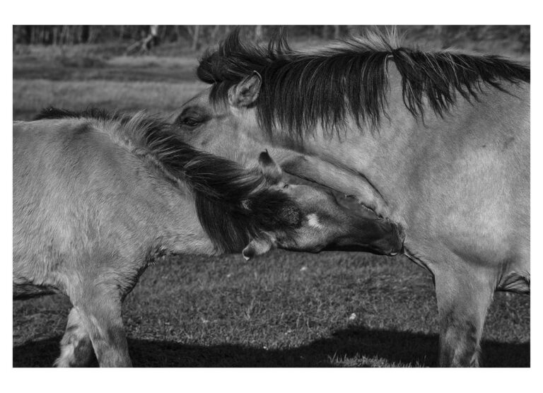 dieFotositzung | Sascha J Bachmann - Koniks Tarpan Wild Horses