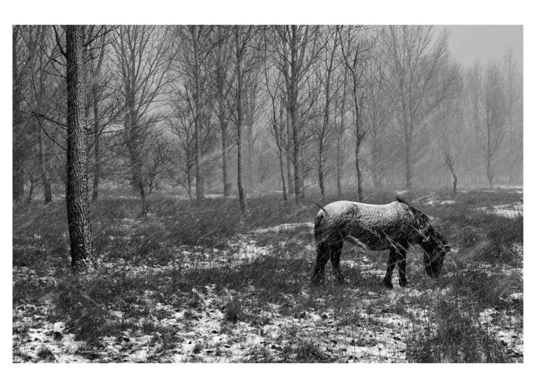 dieFotositzung | Sascha J Bachmann - Koniks Tarpan Wild Horses