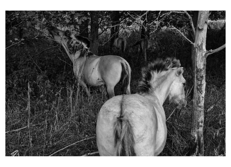 dieFotositzung | Sascha J Bachmann - Koniks Tarpan Wild Horses