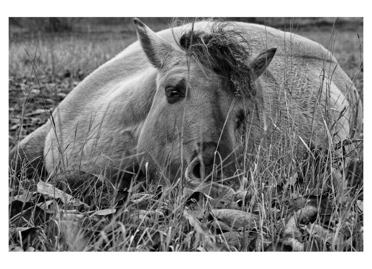 dieFotositzung | Sascha J Bachmann - Koniks Tarpan Wild Horses