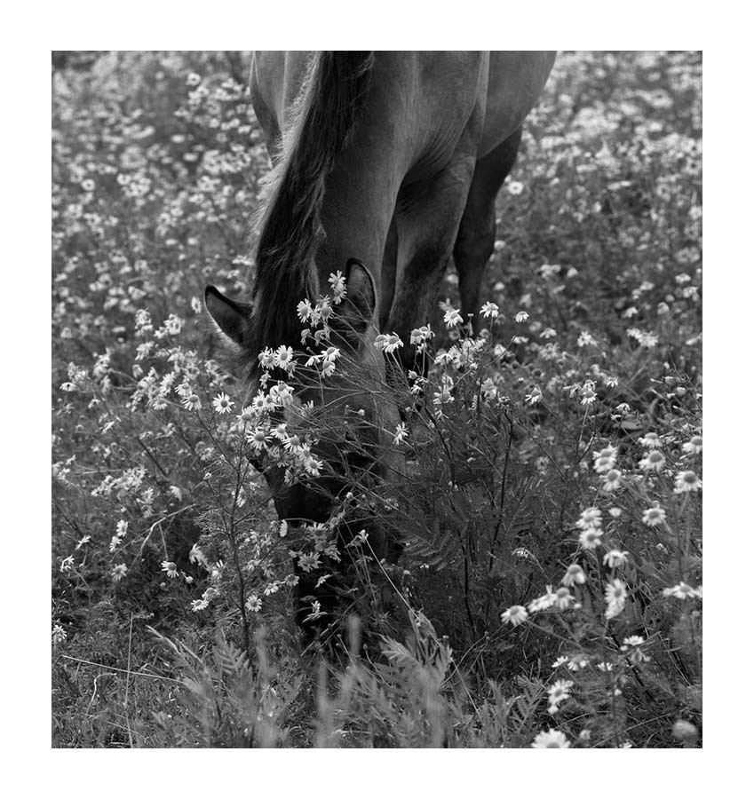 dieFotositzung | Sascha J Bachmann - Koniks Tarpan Wild Horses